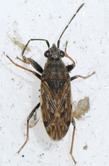 Peritrechus