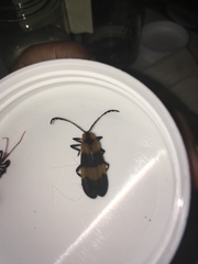 Calopteron reticulatum