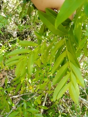 Matayba elaeagnoides