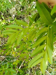 Matayba elaeagnoides