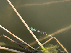 Ischnura ramburii