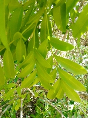 Matayba elaeagnoides