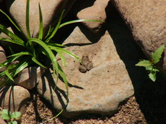 Pseudopaludicola falcipes