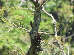 Dryobates spilogaster