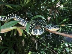 Tropidolaemus wagleri