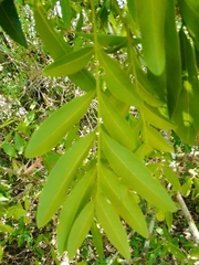 Matayba elaeagnoides