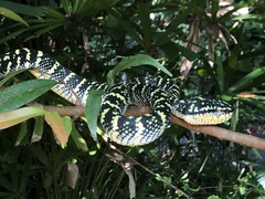 Tropidolaemus wagleri