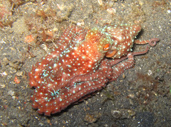 Callistoctopus luteus