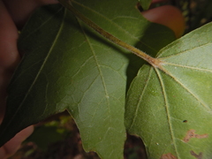 Acer leucoderme