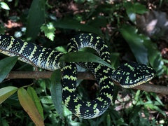 Tropidolaemus wagleri