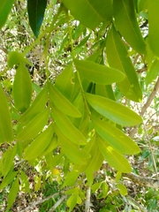 Matayba elaeagnoides