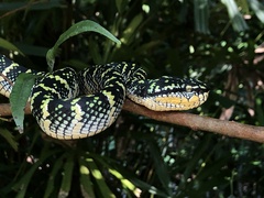 Tropidolaemus wagleri