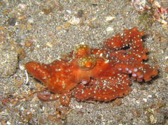 Callistoctopus luteus