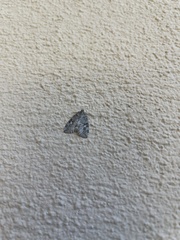 Hydriomena nubilofasciata