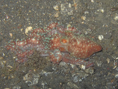 Callistoctopus luteus