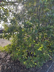 Heteromeles arbutifolia