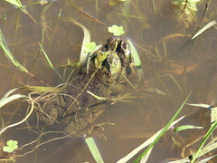 Rhinella dorbignyi