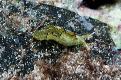Elysia marginata — seen at this dive site