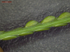 Paspalum monostachyum