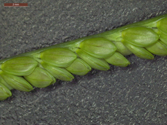 Paspalum monostachyum