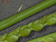 Paspalum monostachyum