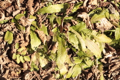 Crepidinae