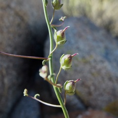 Sairocarpus watsonii