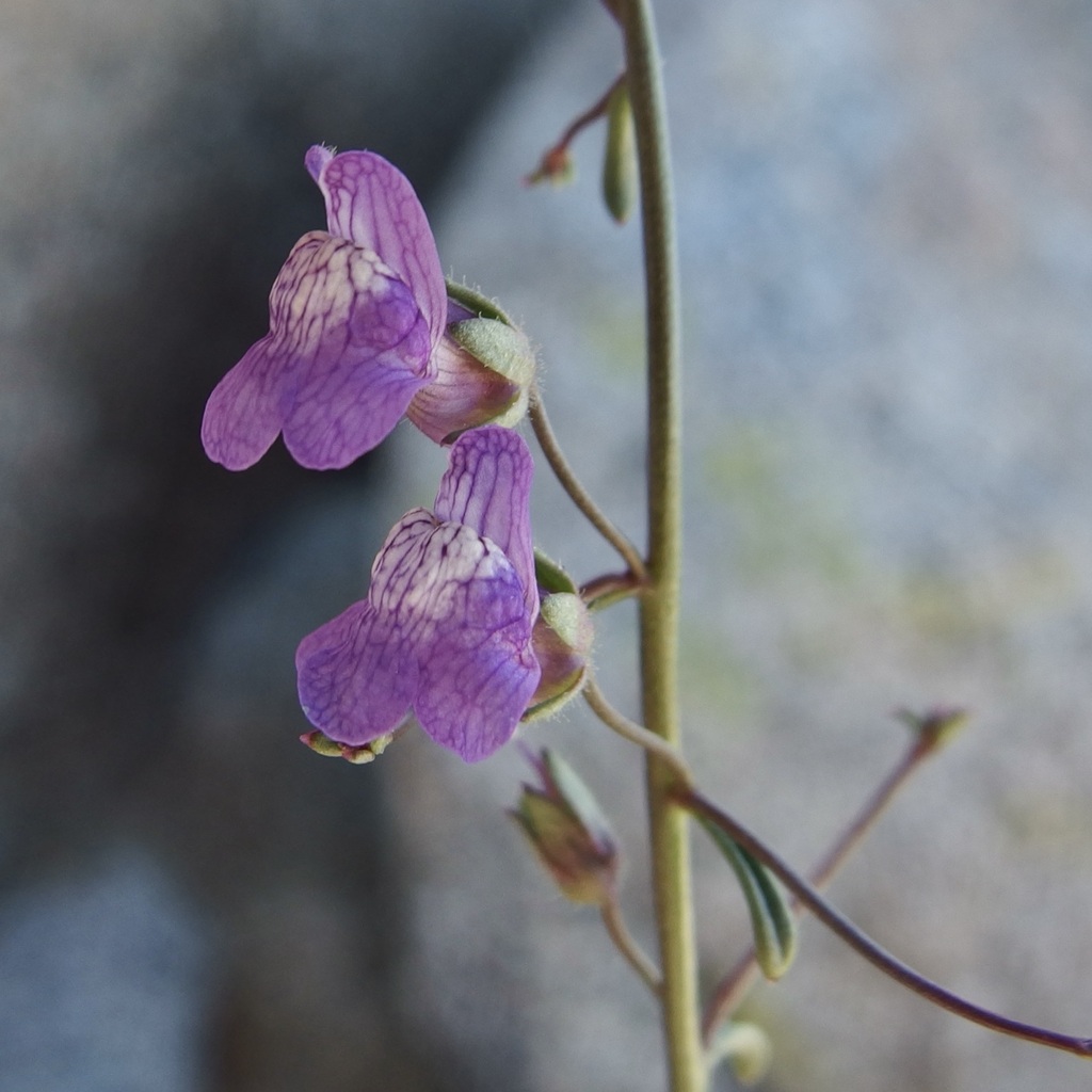 Watson's Snapdragon