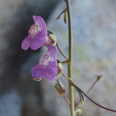 Sairocarpus watsonii
