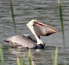 Pelecanus occidentalis