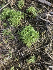 Ceratocephala testiculata