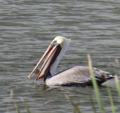 Pelecanus occidentalis