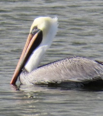 Pelecanus occidentalis