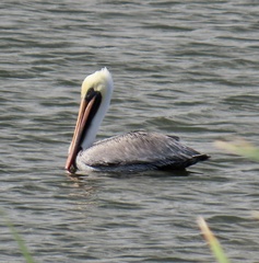 Pelecanus occidentalis