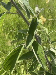 Pseudarthria hookeri