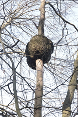 Agrobacterium radiobacter