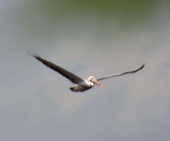 Pelecanus occidentalis