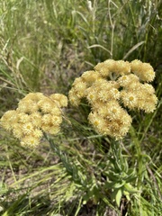 Helichrysum appendiculatum