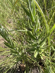Helichrysum appendiculatum