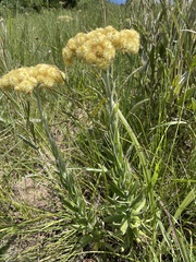 Helichrysum appendiculatum