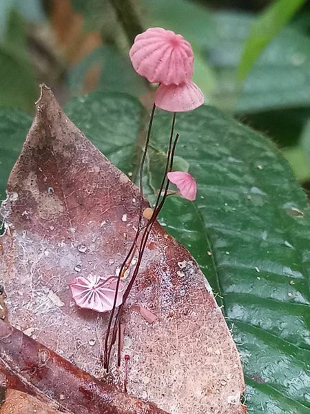 Marasmius haematocephalus · March 2022 · photo: © ronyristow (iNaturalist, cc-by)