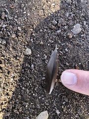 Zonotrichia leucophrys