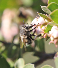 Anthophora pacifica