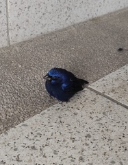 Cyanocompsa parellina