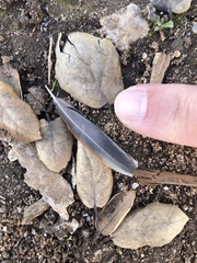 Zonotrichia leucophrys