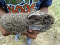 Sylvilagus cunicularius