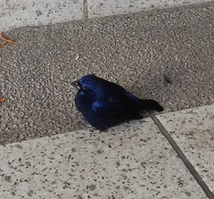 Cyanocompsa parellina