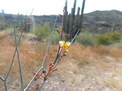Hoffmannseggia intricata