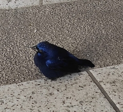 Cyanocompsa parellina