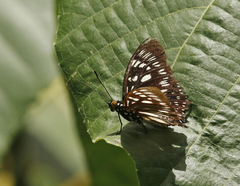 Euripus nyctelius